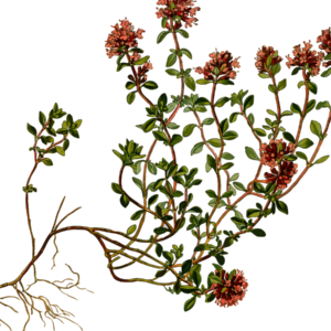 Un super remède naturel pour les bronches : la tisane de thym
